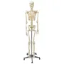 Homo Skelett Skelet, incl. standaard